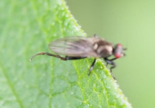Crumomyia sp.